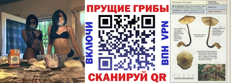 shop телеграм  Каменск-Уральский  Галлюциногенные грибы Cubensis 